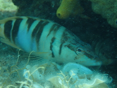 Serranus scriba
