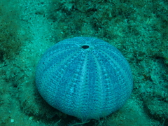 Euechinoidea