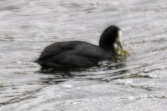 Fulica atra australis