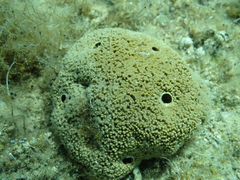 Irciniidae