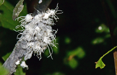 Prociphilus tessellatus