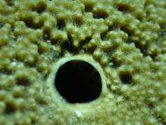 Irciniidae