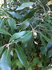 Quercus ilex