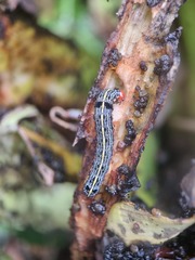 Spodoptera