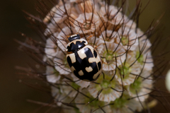 Propylea quatuordecimpunctata