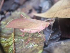 Tettigoniidae