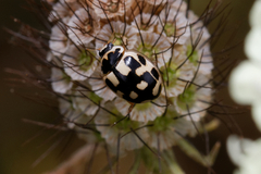 Propylea quatuordecimpunctata