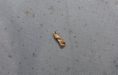 Cochylidia subroseana