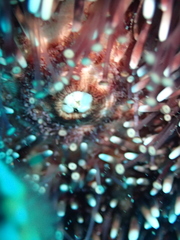 Sphaerechinus granularis