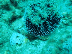 Sphaerechinus granularis