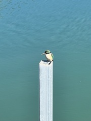 Todiramphus sanctus vagans