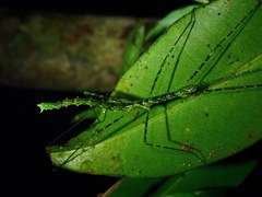 Rhamphosipyloidea