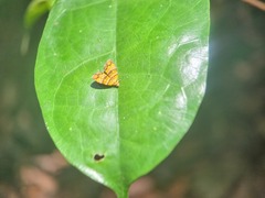 Choreutis