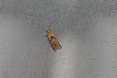 Cochylidia subroseana