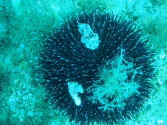 Sphaerechinus granularis