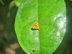 Choreutis