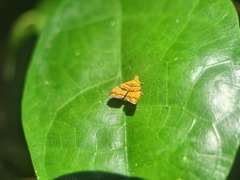 Choreutis