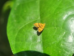 Choreutis