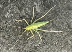 Meconema thalassinum