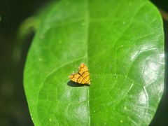 Choreutis