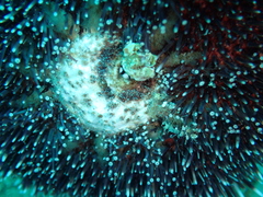 Sphaerechinus granularis