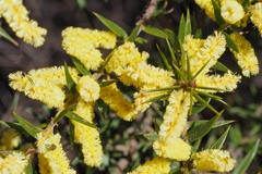 Acacia oxycedrus