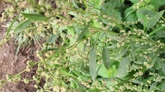 Chenopodium album