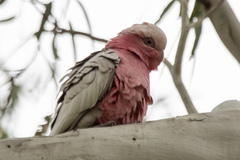 Eolophus roseicapilla
