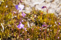Utricularia grampiana