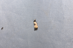 Neocochylis dubitana