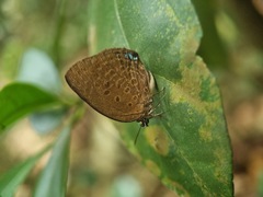 Arhopala major