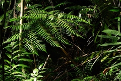 Gymnosphaera podophylla