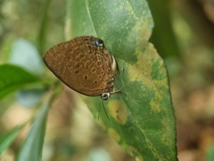 Arhopala major