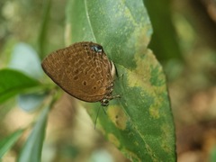 Arhopala major