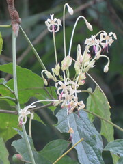 Clerodendrum infortunatum