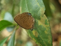 Arhopala major
