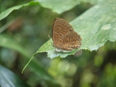 Poritia sumatrae