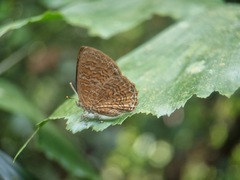 Poritia sumatrae