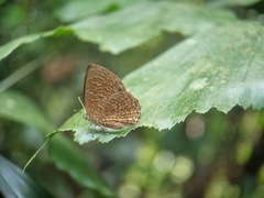 Poritia sumatrae