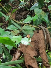Poritia sumatrae