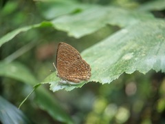 Poritia sumatrae