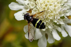 Dasysyrphus tricinctus