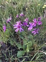 Senecio speciosus