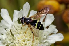Dasysyrphus tricinctus