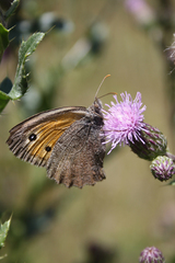 Hyponephele lycaon