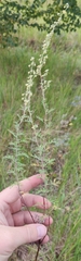 Artemisia macrantha
