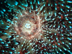 Sphaerechinus granularis
