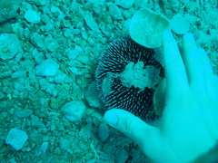 Sphaerechinus granularis