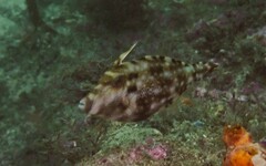 Meuschenia trachylepis