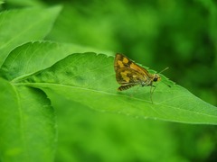 Taractrocera archias